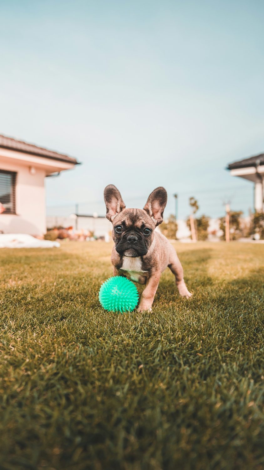 Ensure your Frenchie thrives at home with these must-know tips! From safety to happiness, we've got you covered. 🌟🐾 Read more now! 📌

