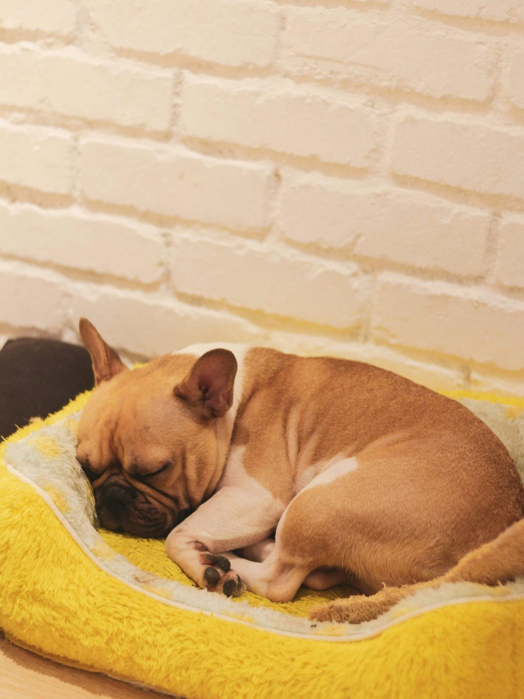 Make your French Bulldog feel at home with these expert tips! Discover how to keep them healthy and happy. ❤️🐶 Click to read the full post! 👉

