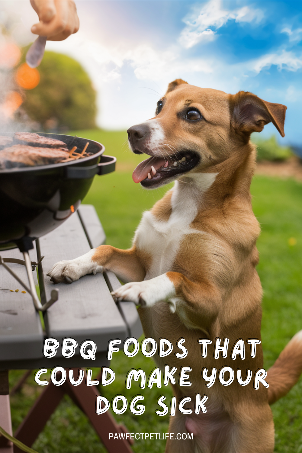 🌽 Your dog loves BBQs too, but not all human treats are safe! Discover the dos and don'ts of BBQ foods for dogs and make sure your pup has a blast!
