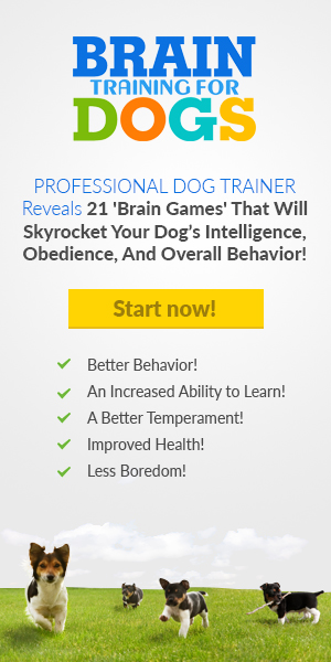Brain Games to improve your dog's behavior