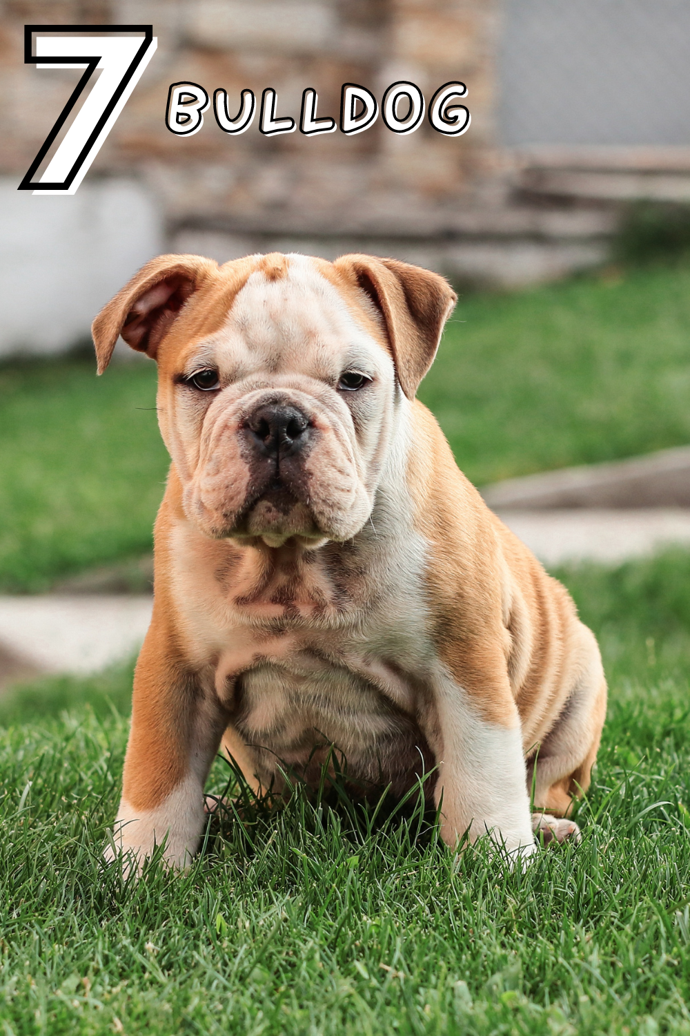 Chilled and cuddly! 🐾🥰 Bulldogs are the ultimate couch companions with their sweet, laid-back nature.