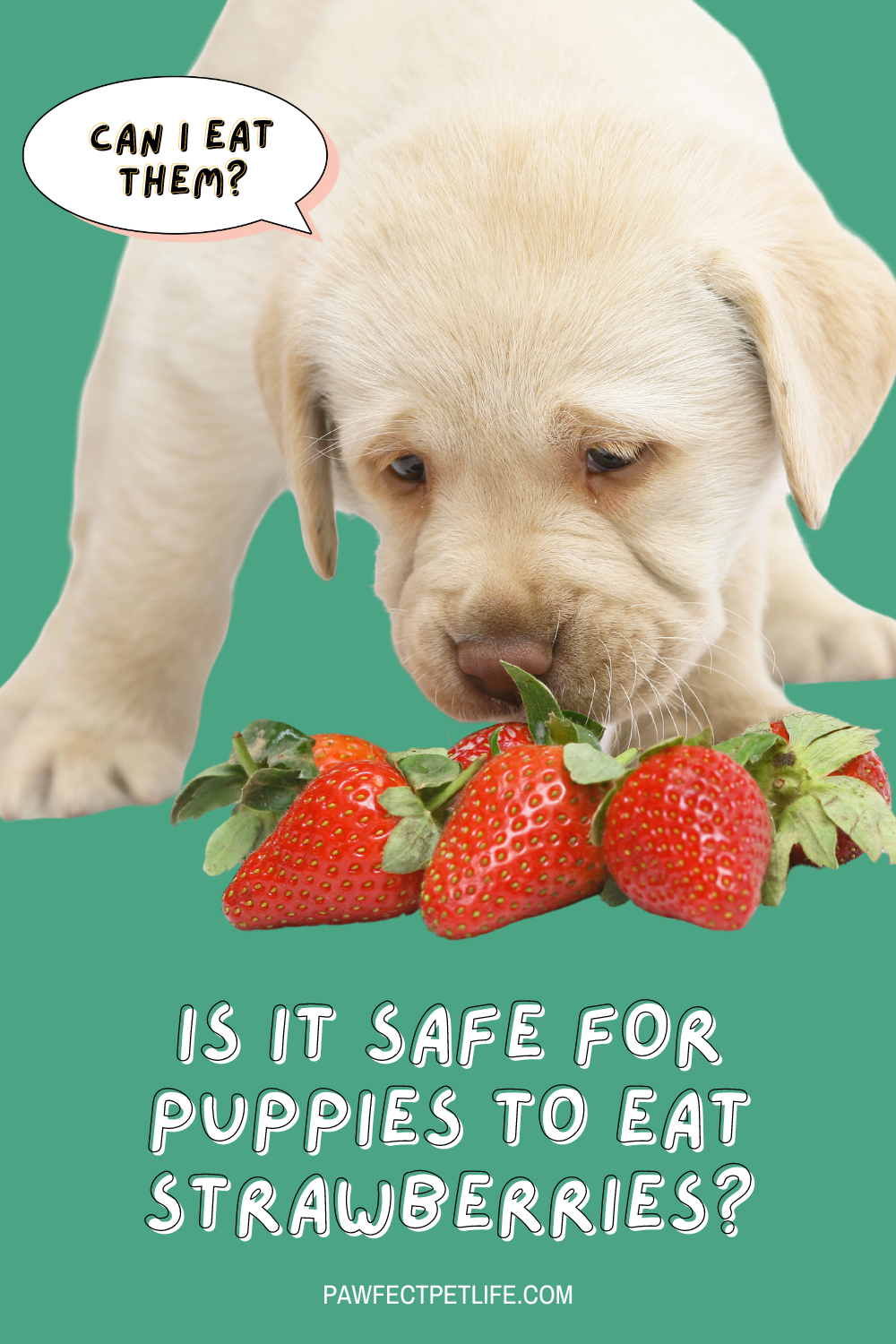 🐾 Today, we’re diving into a sweet and juicy topic that’s sure to make your tail wag: Can puppies eat strawberries? If you’ve ever wondered whether you can share these vibrant red gems with your furry friend, you’re in for a treat (pun intended)! Let's explore this berry-licious question together.