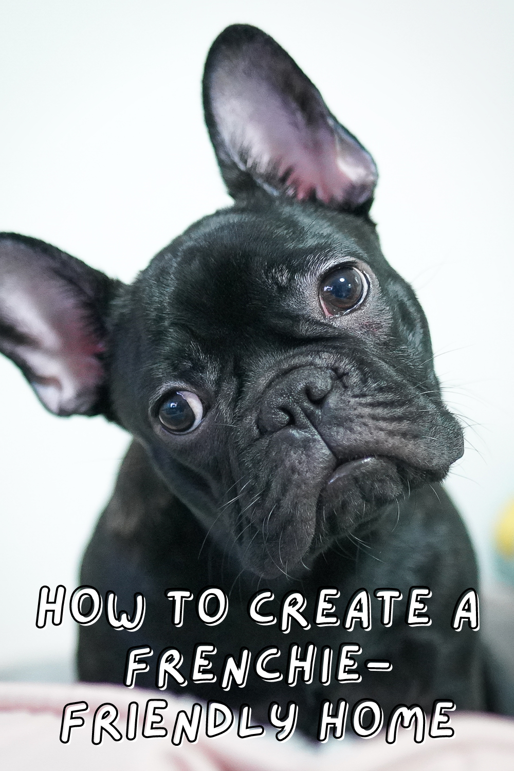 Ensure your Frenchie thrives at home with these must-know tips! From safety to happiness, we've got you covered. 🌟🐾 Read more now! 📌

