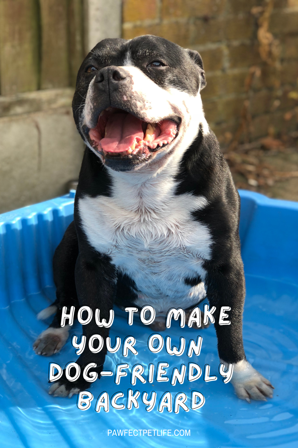 Transform your backyard into the ultimate dog-friendly haven! 🐾 Whether it’s for play, exploration, or relaxation, learn the best tips to design a perfect space for your furry family member. 🌼✨ Let’s dive into this pawsome project together! #DIYBackyard #DogHaven #PetLovers