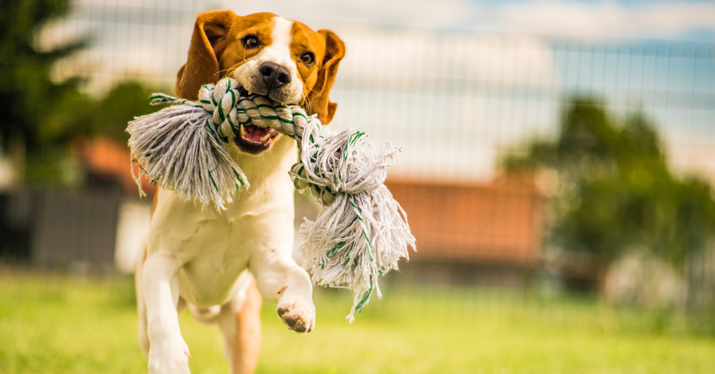 Looking for fun and budget-friendly ways to spoil your pup? 🐾 Check out these simple DIY dog toys you can make at home using everyday items! 🛠️ Your furry friend will love these creative toys, and you'll have a blast making them! 🐕❤️