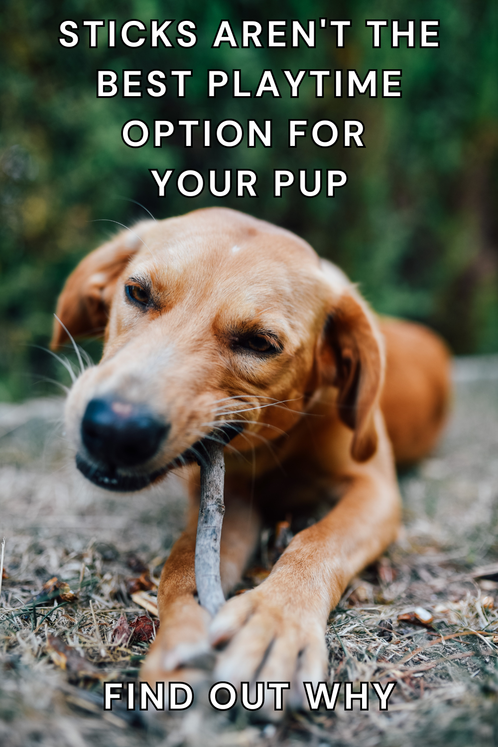 Think twice before throwing sticks! 🐾 Learn why pet-friendly toys are a safer choice for your pup.