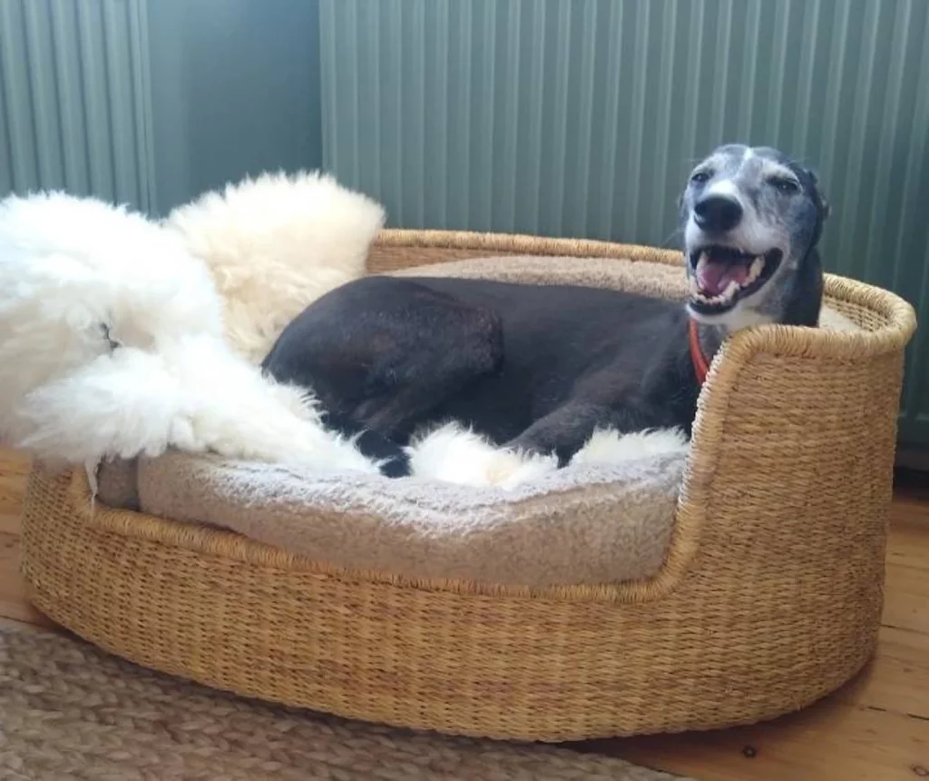 Is your dog always restless at night? 🌙 Give them the gift of perfect sleep with our top-rated dog beds! 🛏️❤️ See the full collection in our new post! 👉