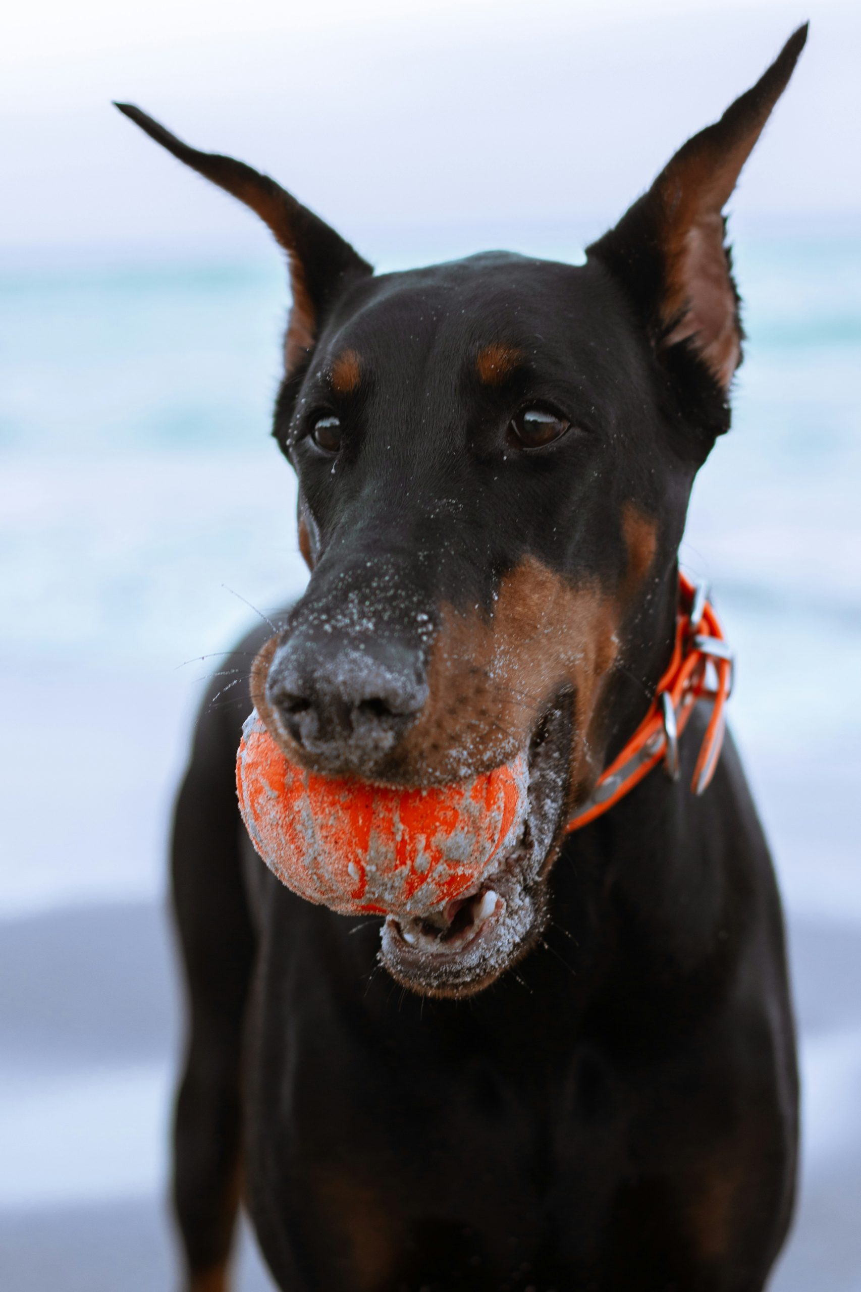 Explore the incredible world of Dobermans! With their sleek appearance and sharp intellect, these loyal companions have a captivating history. Check out these fun facts and see why Dobermans are truly special! 🐕💖 #DogLovers #DobermanFacts






