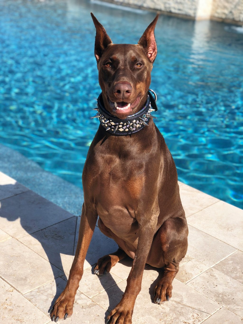 Explore the incredible world of Dobermans! With their sleek appearance and sharp intellect, these loyal companions have a captivating history. Check out these fun facts and see why Dobermans are truly special! 🐕💖 #DogLovers #DobermanFacts






