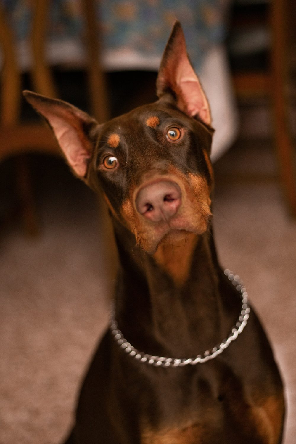 Explore the incredible world of Dobermans! With their sleek appearance and sharp intellect, these loyal companions have a captivating history. Check out these fun facts and see why Dobermans are truly special! 🐕💖 #DogLovers #DobermanFacts






