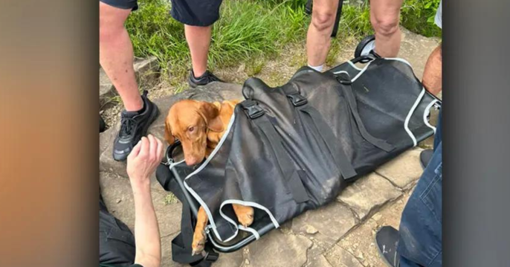 🐕‍🦺🐍 Dramatic rescue at Sleeping Giant State Park: Watch as a brave dog is rescued after a venomous copperhead bite! 🚑💉