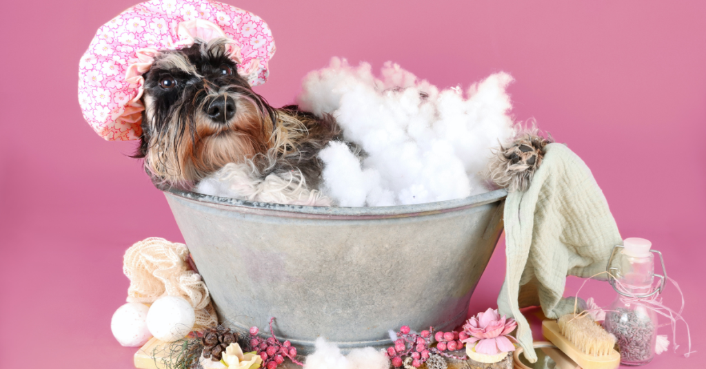 🐾✨ Discover the best-kept secrets of dog grooming at home! You won't believe how easy it is to keep your pup looking fabulous. 🛁✂️ Click to see all the tips!