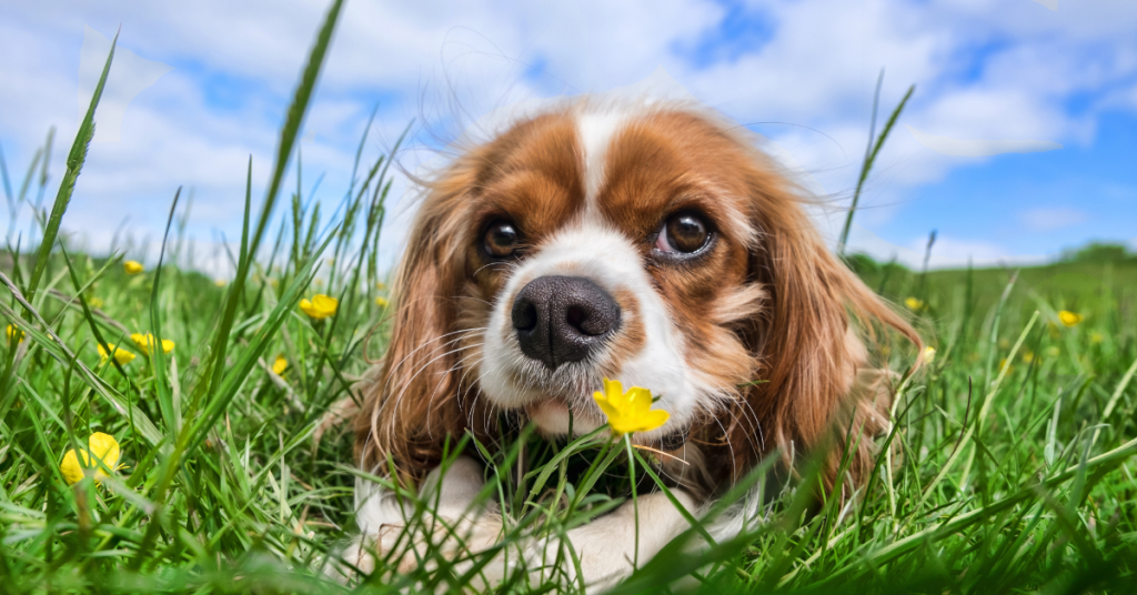 🐶✨ We're sharing 20 heartwarming and inspiring dog quotes that celebrate the unconditional love and joy our furry friends bring into our lives. 🐾❤️ Perfect for all dog lovers who know that life is better with a wagging tail!