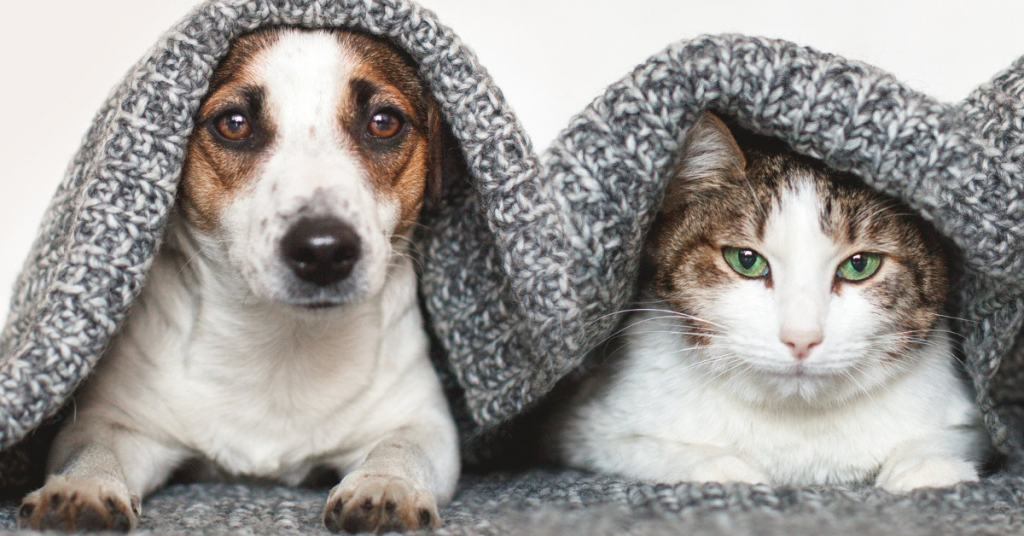 🐶 Get ready to giggle! Here are 10 funny reasons straight from the dogs’ mouths on why they’re better than cats! 🐱❤️ Join the fun and see if you agree! 😆🐾 #DogVsCat #PetComedy #LaughOutLoud