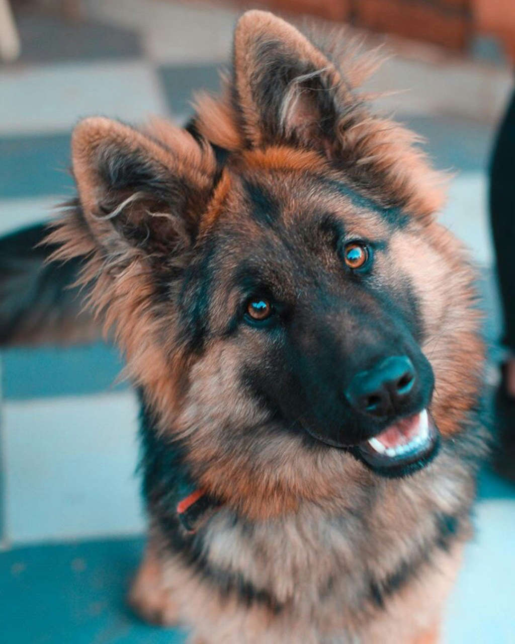 From police work to family cuddles, German Shepherds do it all! Learn more about these incredible dogs. 🐕✨