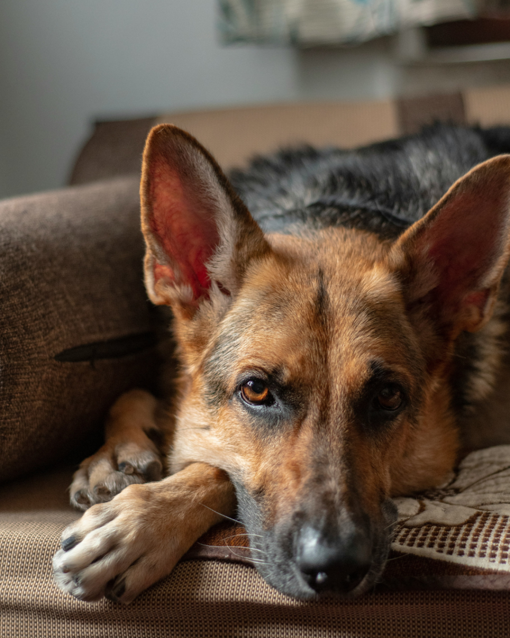 They Are Incredibly Intelligent 🧠 German Shepherds are often called the “Einsteins” of the dog world. They rank among the most intelligent breeds, making them easy to train and eager to learn new tricks. If you’ve got a German Shepherd, you’ve got a furry genius on your hands!