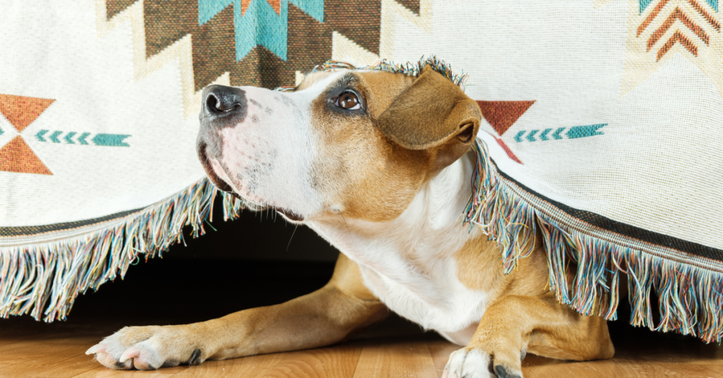 Worried about your dog being scared during Independence Day celebrations? 🌟 Follow these tips to keep your pup relaxed and safe during the fireworks! From preparation strategies to comfort techniques, we’ve got you covered. #IndependenceDay #4thofJuly #PetCare #FireworksFear