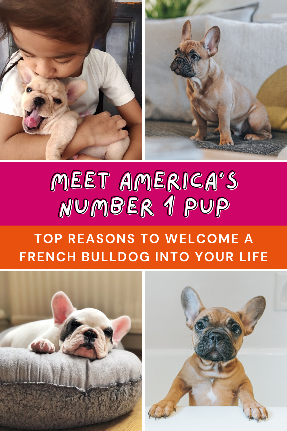 French Bulldogs are officially America's most popular dog! 🏆🐶 Check out these 10 reasons why a Frenchie could be your perfect furry friend! 🐾❤️