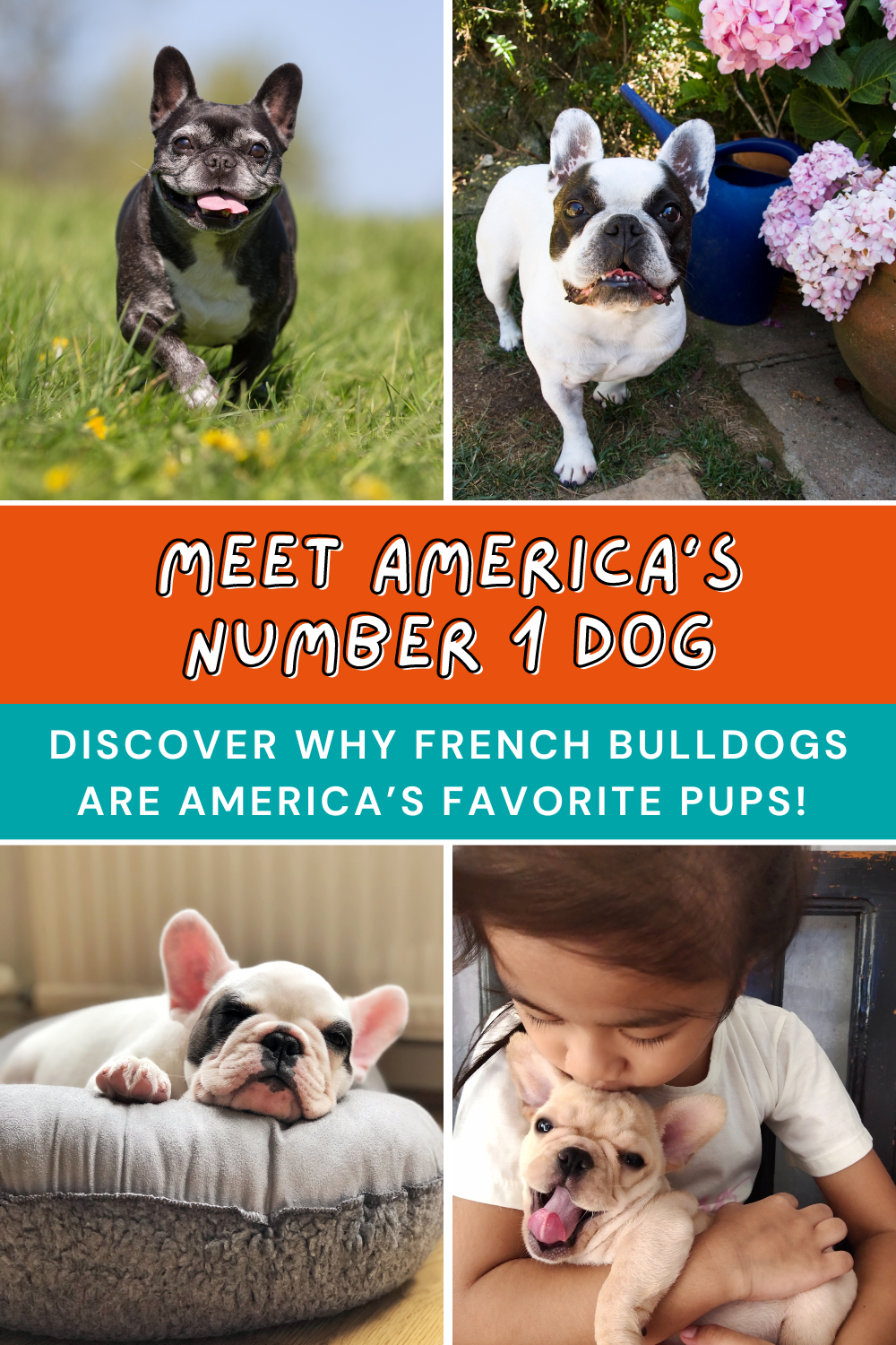 French Bulldogs are officially America's most popular dog! 🏆🐶 Check out these 10 reasons why a Frenchie could be your perfect furry friend! 🐾❤️