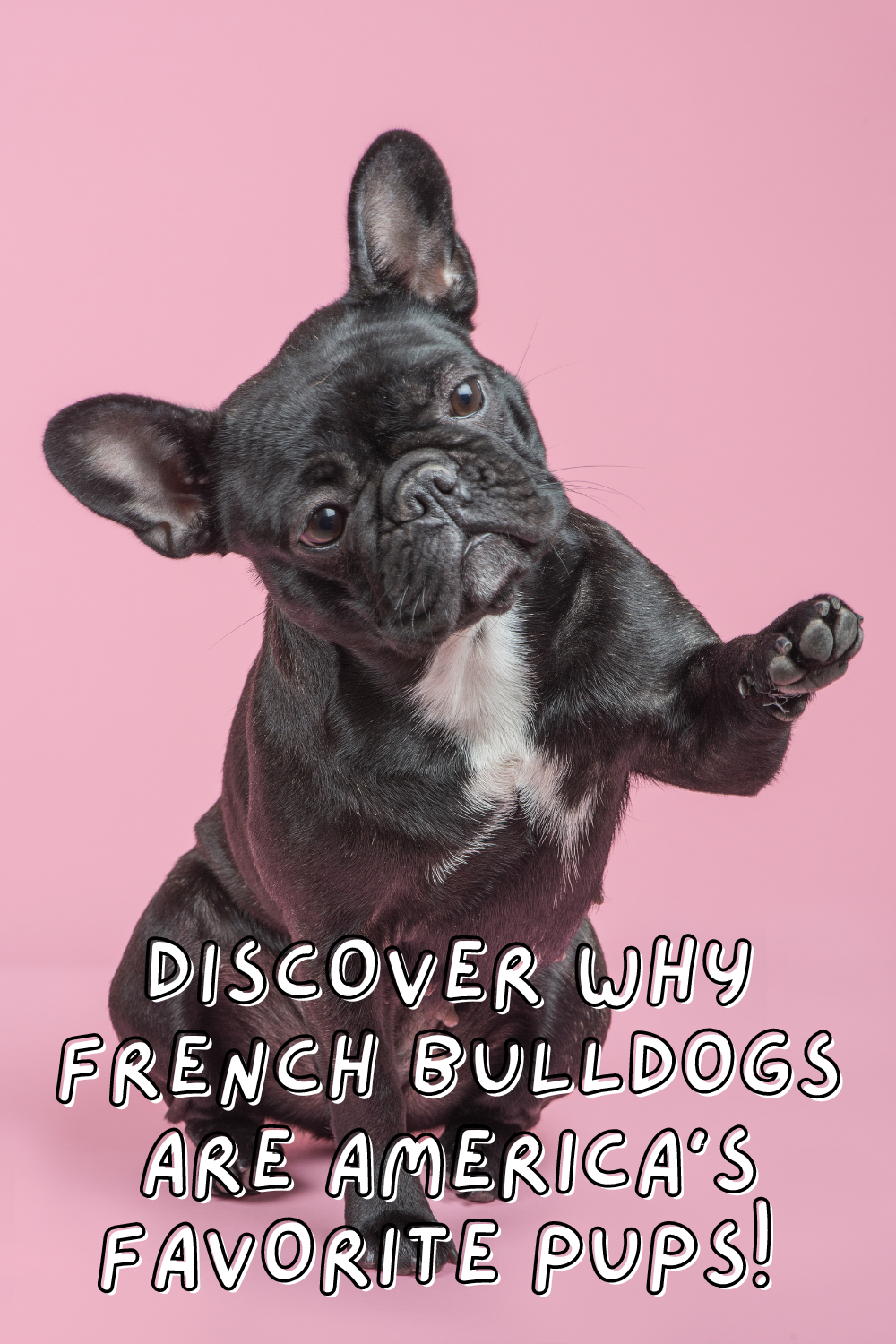 French Bulldogs are officially America's most popular dog! 🏆🐶 Check out these 10 reasons why a Frenchie could be your perfect furry friend! 🐾❤️