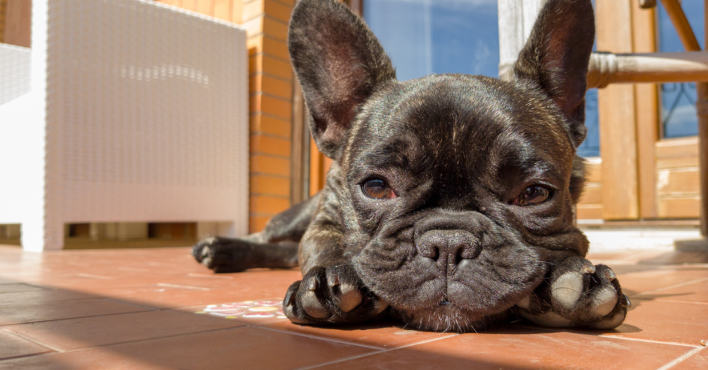 Ensure your Frenchie thrives at home with these must-know tips! From safety to happiness, we've got you covered. 🌟🐾 Read more now!