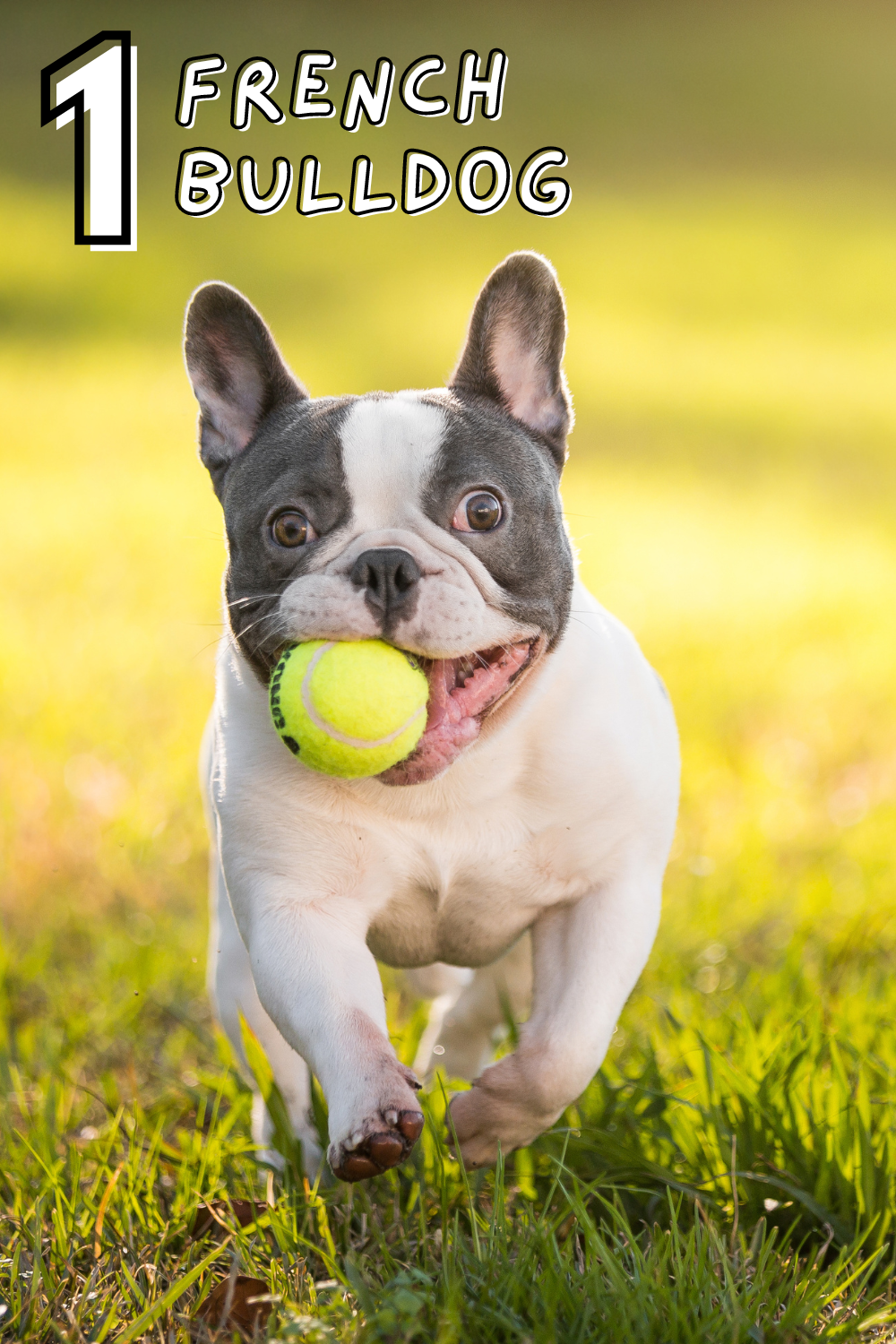 Top dog of 2023! 🐶👑 The French Bulldog steals hearts with its adorable ears and playful spirit.