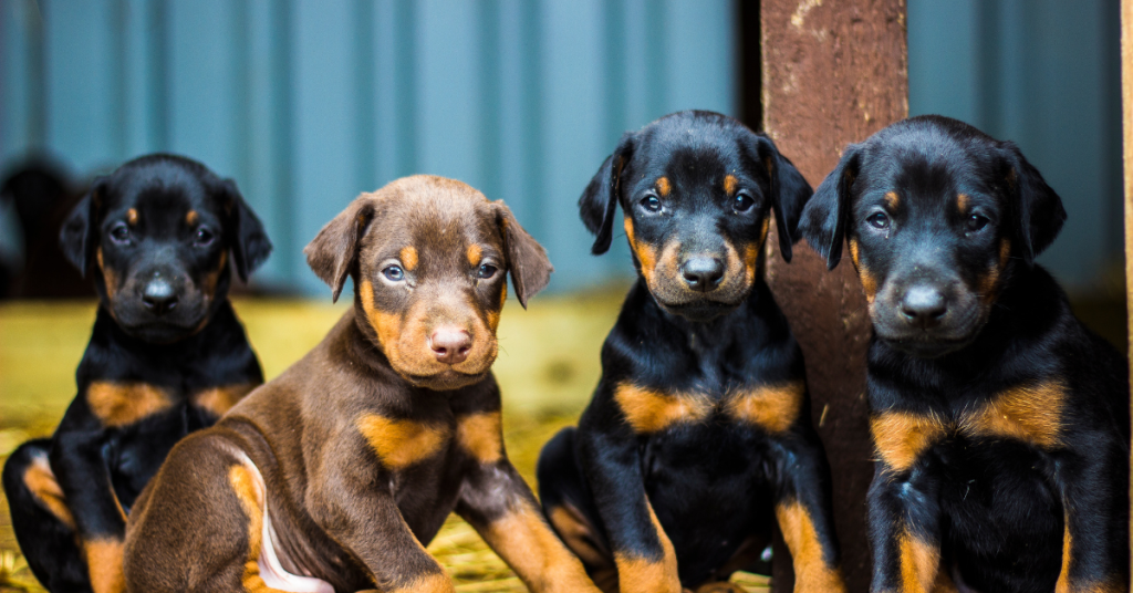 Discover the amazing world of Dobermans! From their sleek coats to their sharp minds and loyal hearts, these incredible canines have a rich history. Unleash some fun facts about one of the most iconic and intelligent dog breeds! 🐶💖 #DobermanLove #DogFacts

