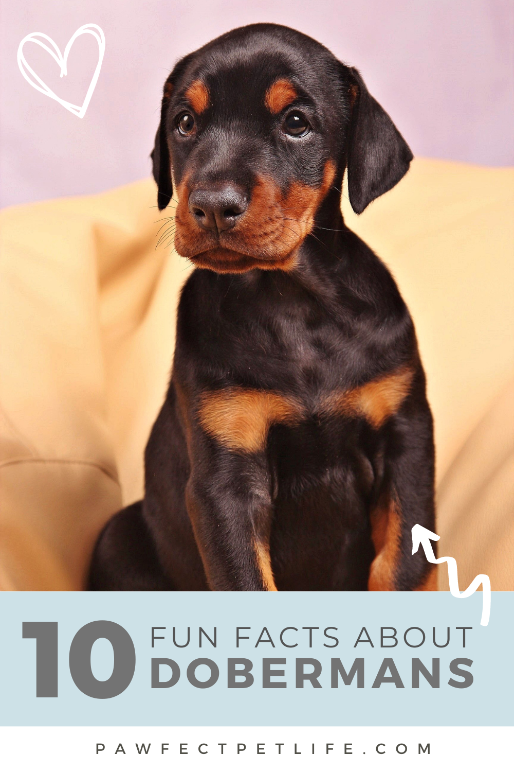 Explore the incredible world of Dobermans! With their sleek appearance and sharp intellect, these loyal companions have a captivating history. Check out these fun facts and see why Dobermans are truly special! 🐕💖 #DogLovers #DobermanFacts






