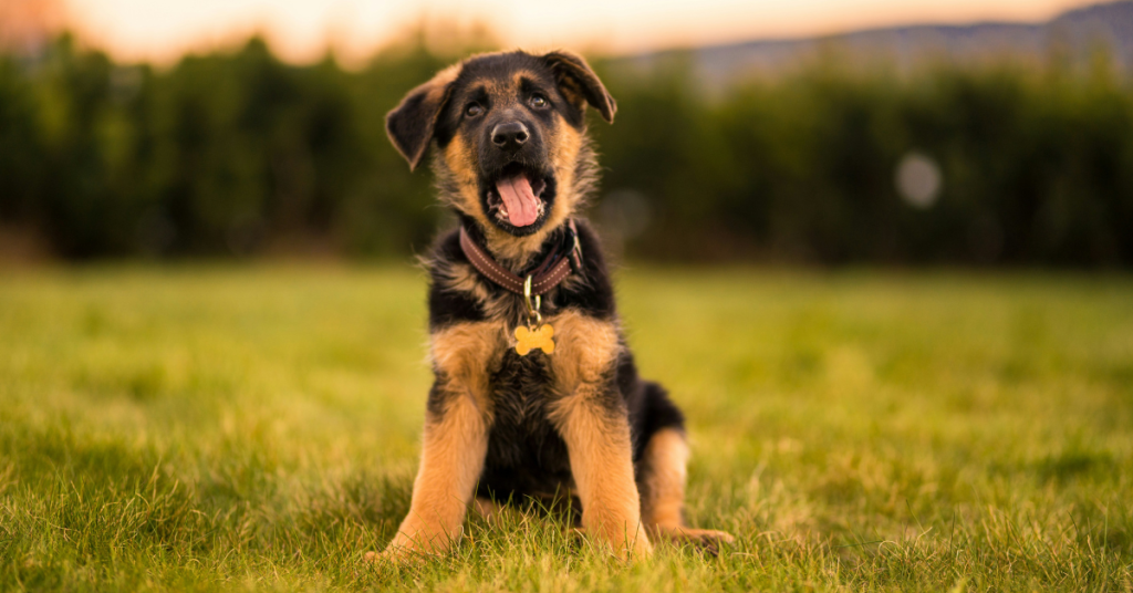 German Shepherds are not just pets; they’re family! Discover 10 amazing facts about these loyal and intelligent dogs. 🐶❤️