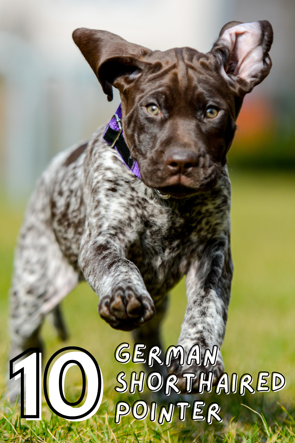 Active and adventurous! 🐾🏞️ German Shorthaired Pointers thrive on outdoor fun and love