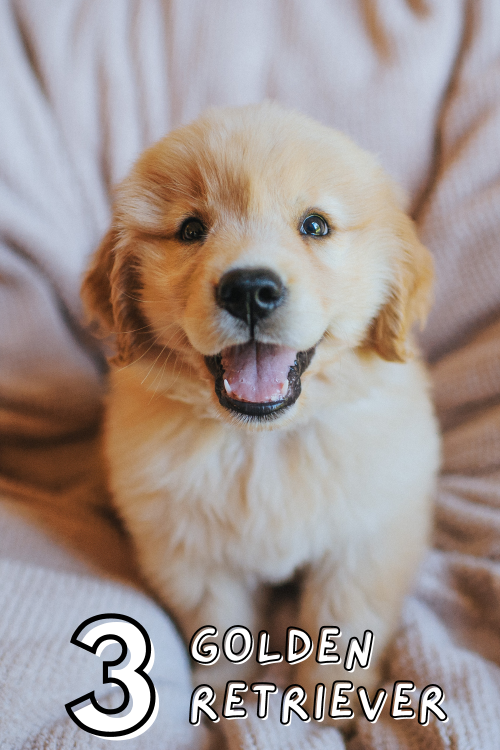 Golden rays of sunshine! 🌟🐕 Golden Retrievers bring joy with their sweet and gentle nature