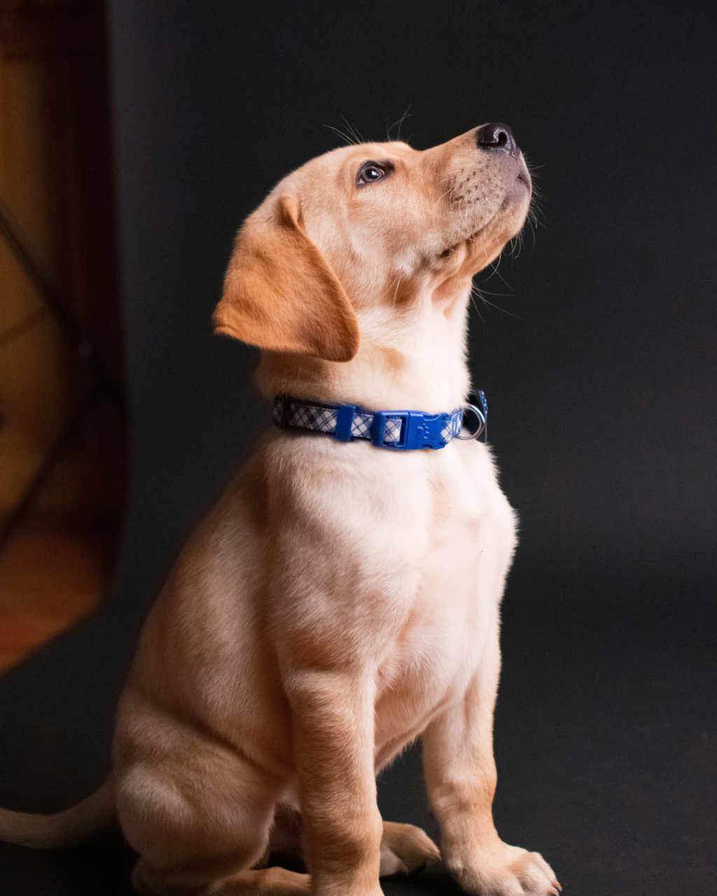 Labrador Retrievers are perhaps the most popular choice for guide dogs. Their friendly, gentle, and patient nature makes them excellent companions. Labs are also highly intelligent and eager to please, which makes training them a rewarding experience. Their calm demeanor in various environments, coupled with their strong work ethic, makes them ideal for guiding tasks.