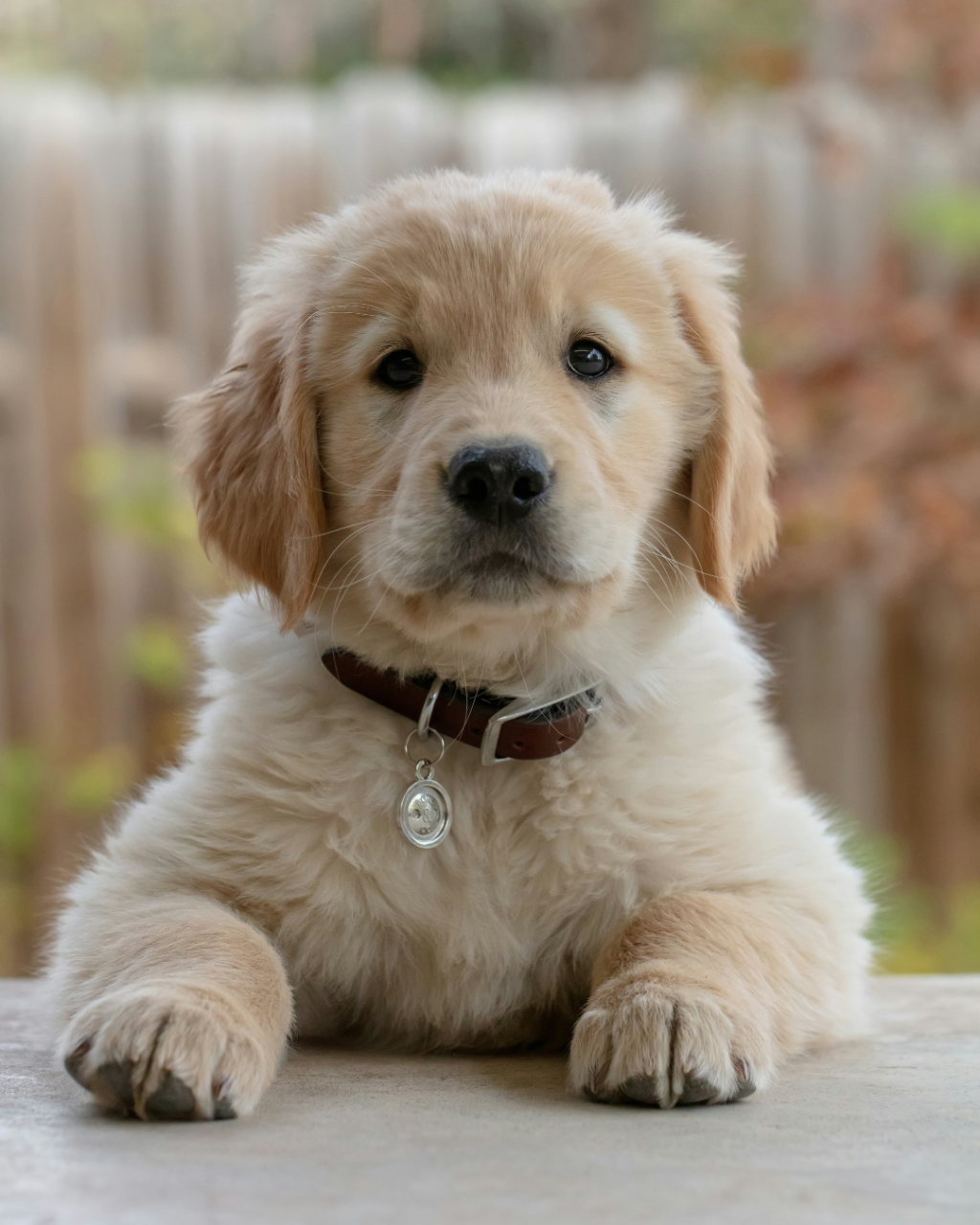 Golden Retrievers share many of the wonderful qualities of Labradors. They are known for their friendly and tolerant attitudes, making them great for socialization and public interaction. Goldens are also intelligent and have a strong desire to work alongside their human partners. Their adaptable nature helps them stay focused and calm, even in busy or stressful situations.