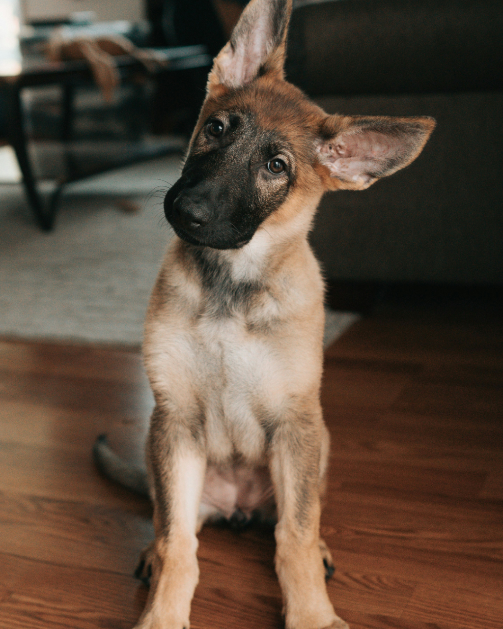 German Shepherds are another excellent breed for guide dog work. They are known for their loyalty, courage, and strong protective instincts. German Shepherds are highly trainable and possess a keen intelligence that allows them to handle complex tasks. Their disciplined nature and strong sense of duty make them reliable guide dogs, especially in environments that require heightened alertness and precision.