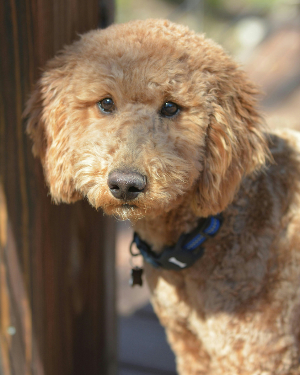 A cross between Labradors and Poodles, Labradoodles combine the best traits of both breeds. They are known for their intelligence, friendly disposition, and hypoallergenic coats, which can be a significant advantage for individuals with allergies. Labradoodles are also adaptable and can be trained to handle a variety of situations, making them versatile guide dogs.