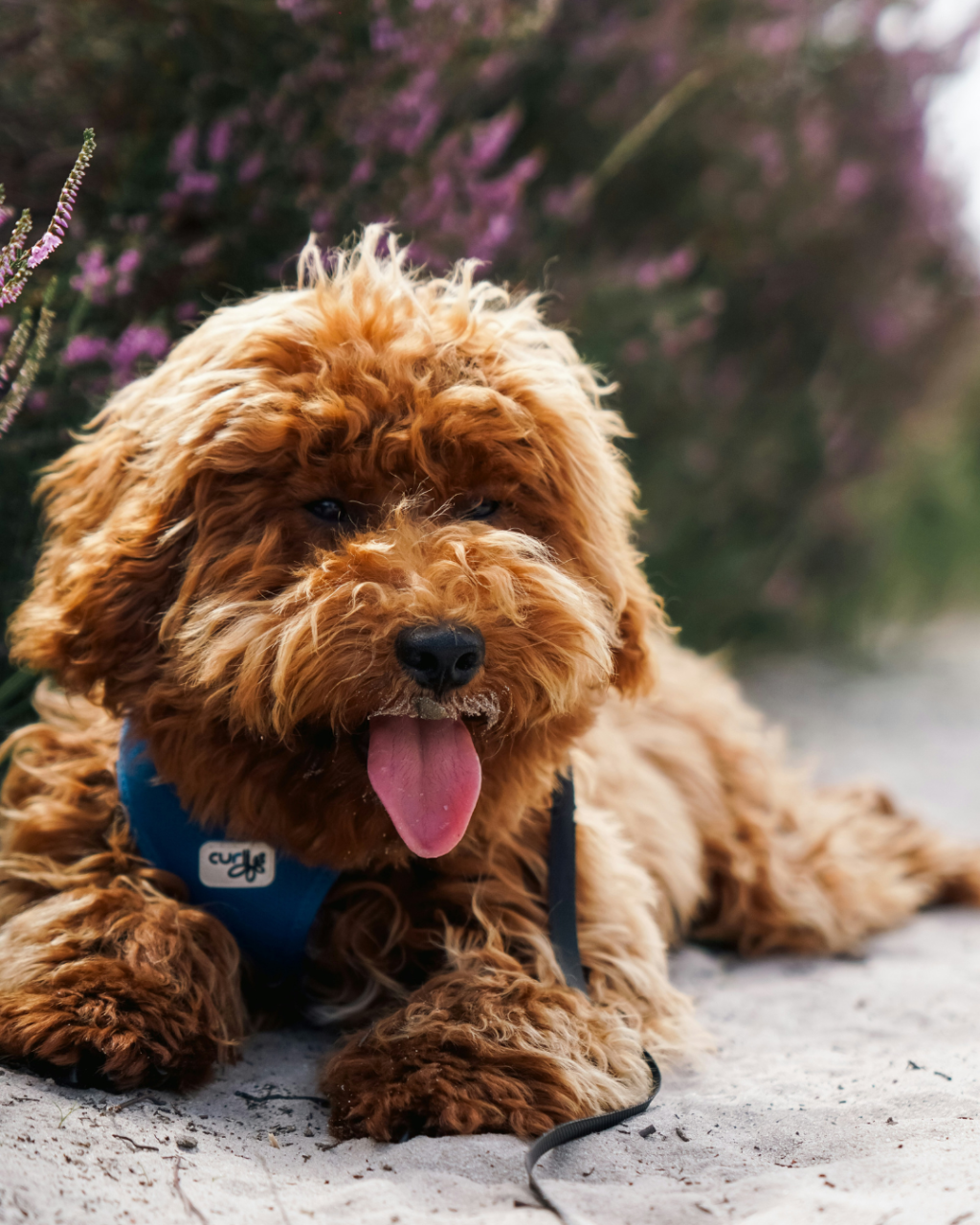 Standard Poodles, in particular, are also used as guide dogs. They are highly intelligent, easy to train, and have a calm temperament. Poodles are known for their hypoallergenic coats, which make them a great option for people with allergies. Their ability to stay focused and their agility make them excellent candidates for guide dog work.