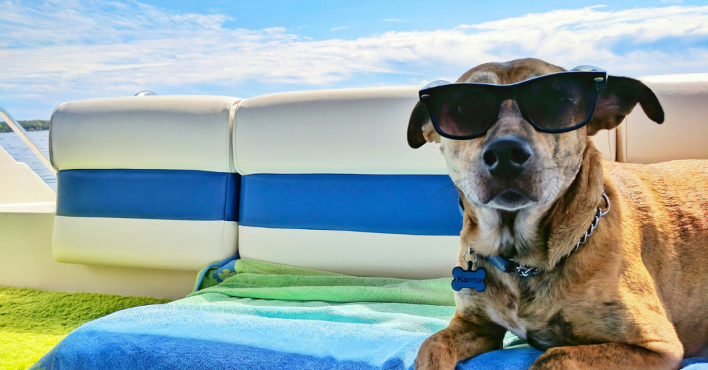 🌞🧊 Beat the heat with our summer survival guide for dogs! Keep your best friend happy and healthy in the hot weather.