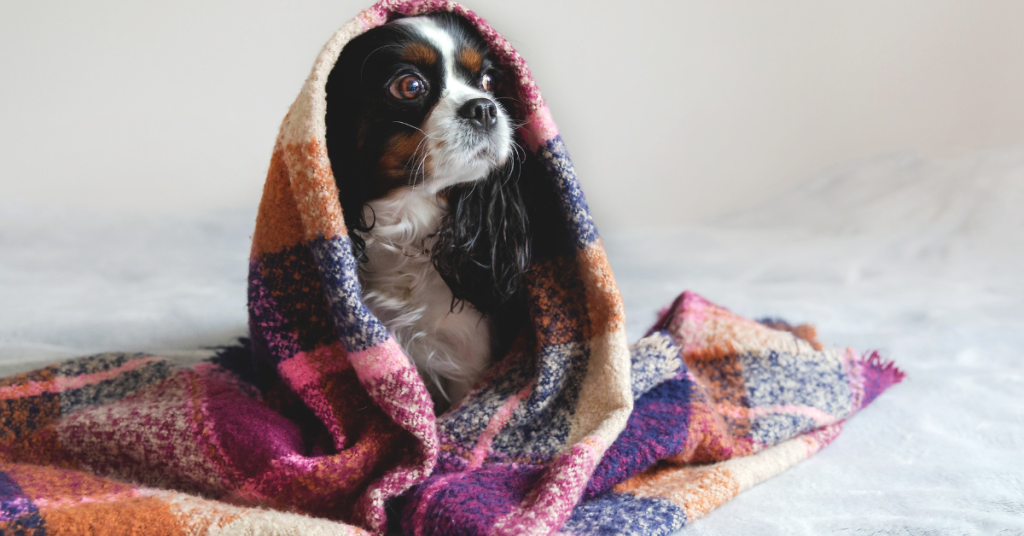 Ready to spoil your pup with their own special spot? 🛋️🐾 Dive into our guide on creating a dreamy dog nook in your living room. Let's make some tails wag with this cozy corner! 🐕💕 #PetDecor #CozyHome