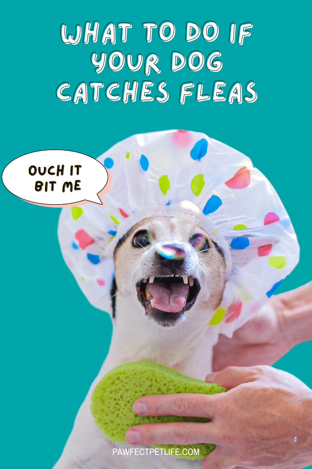 Hey there, pet parents! 🐕 Wondering if dog fleas can hop onto humans? 🤷‍♀️ We’ve got the answers! Discover how these pests operate and what you need to know to keep them at bay. Dive into the details now! 🕵️‍♂️✨ #FleaPrevention #PetTips