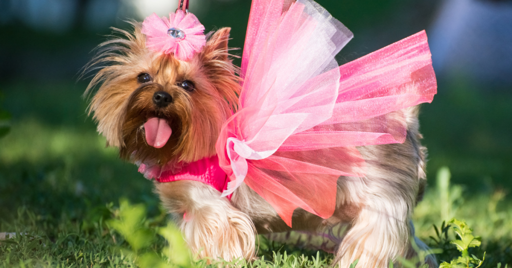 Curious if it's cruel to dress up dogs? 🐾 Uncover the facts about doggy apparel, from adorable outfits to possible discomfort. See where to draw the line between fun fashion and pet welfare. #DogClothes #PetFashion