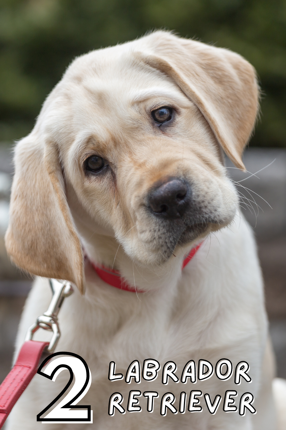 Always a favorite! 🐾💛 Labradors are loyal, loving, and always ready for an adventure