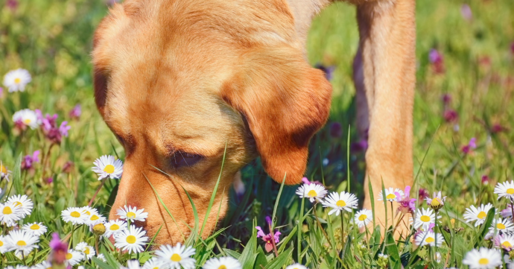 🌿🐾 Keep your dog safe from poisonous plants! Whether you're a green-thumbed gardener or just love a few potted plants, some can be harmful to your furry friend. Learn how to spot and avoid potential dangers in your garden. 🚫🌸