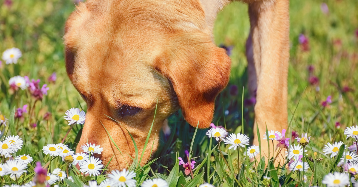 🌿🐾 Keep your dog safe from poisonous plants! Whether you're a green-thumbed gardener or just love a few potted plants, some can be harmful to your furry friend. Learn how to spot and avoid potential dangers in your garden. 🚫🌸