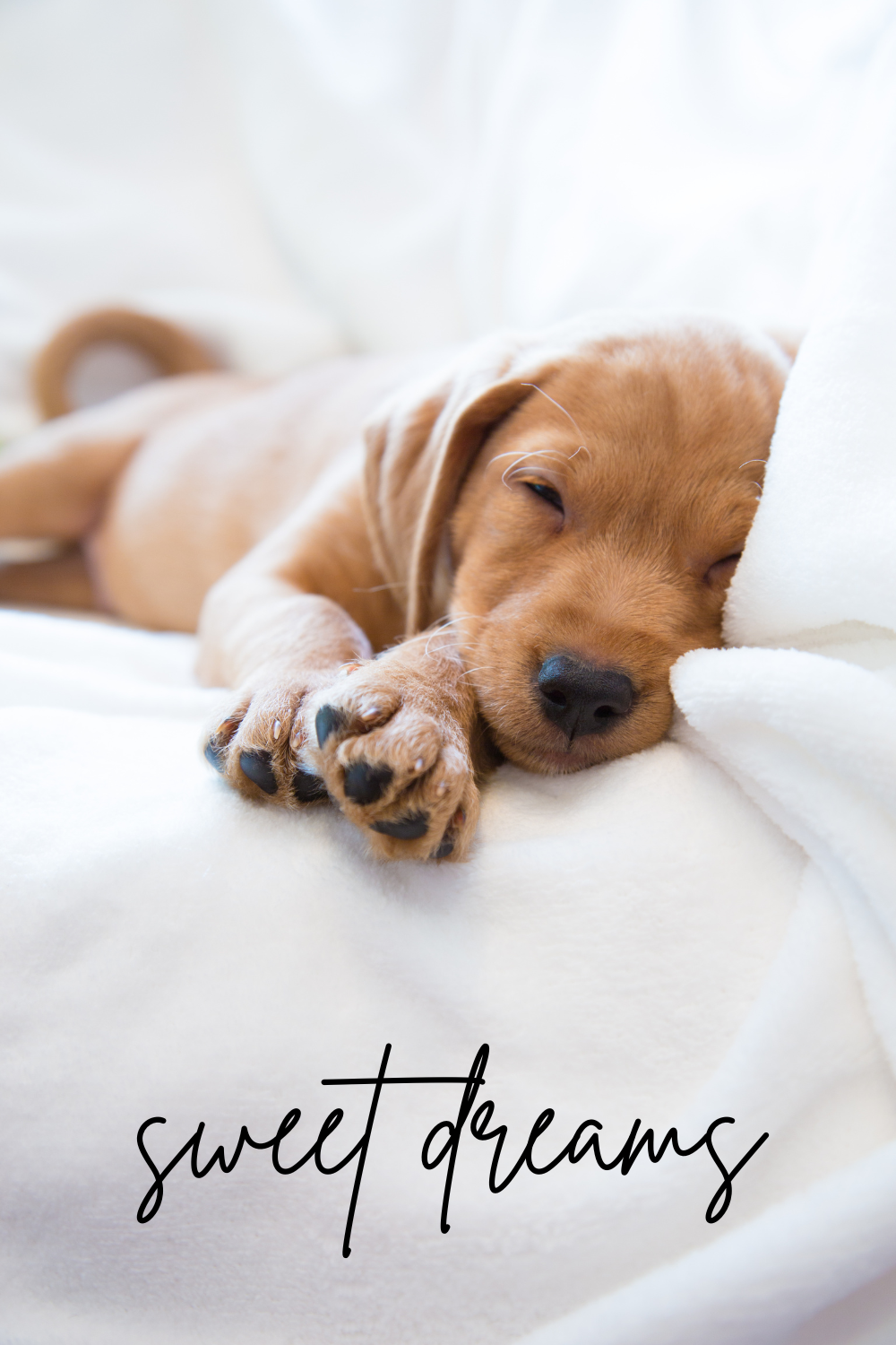 Prepare for heart-melting moments with these snoozing pups! 💤🐕 Your daily dose of "Awwww" is right here! 😍🐾 