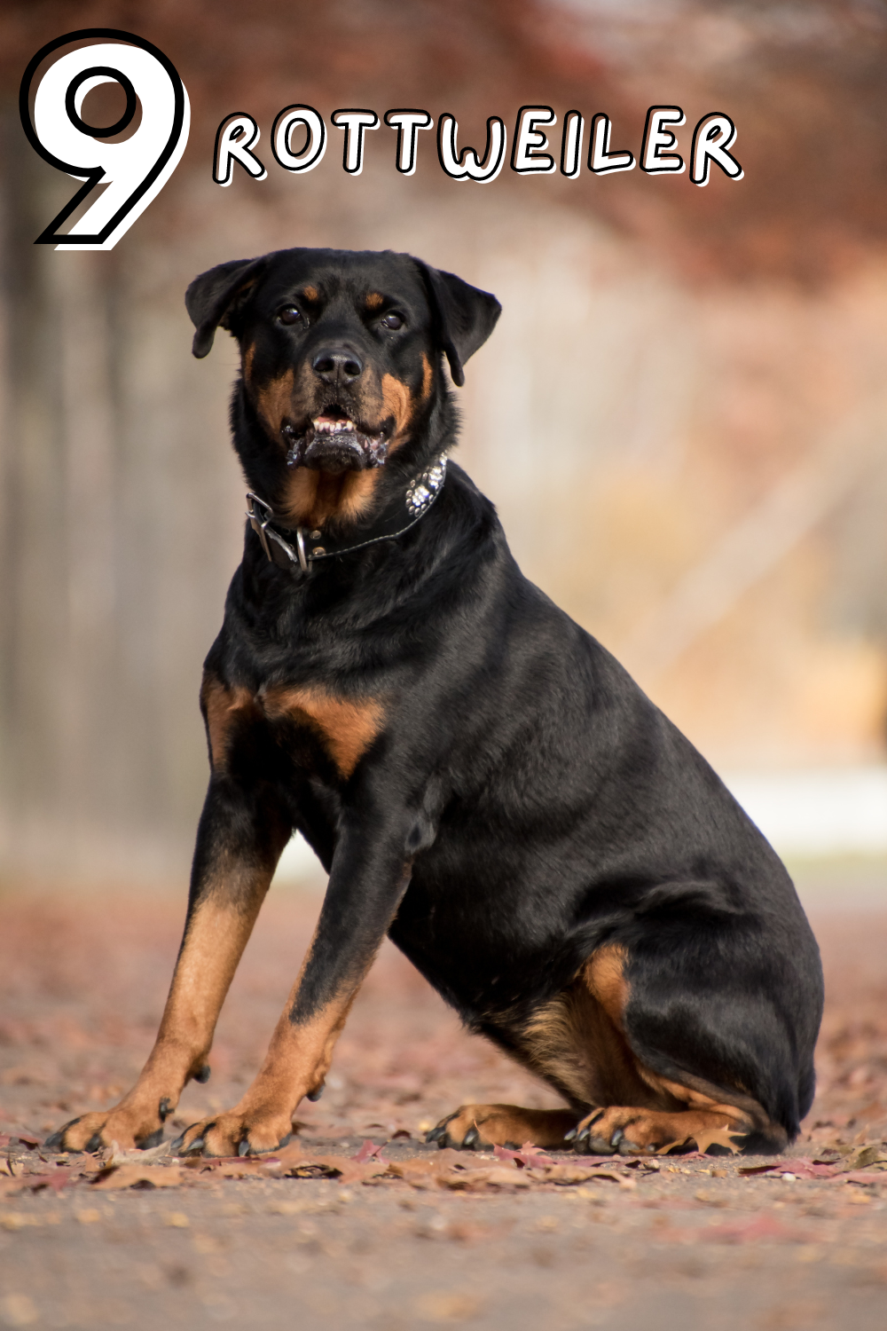 Strong and loyal! 🛡️❤️ Rottweilers are protective and loving, the best of both world