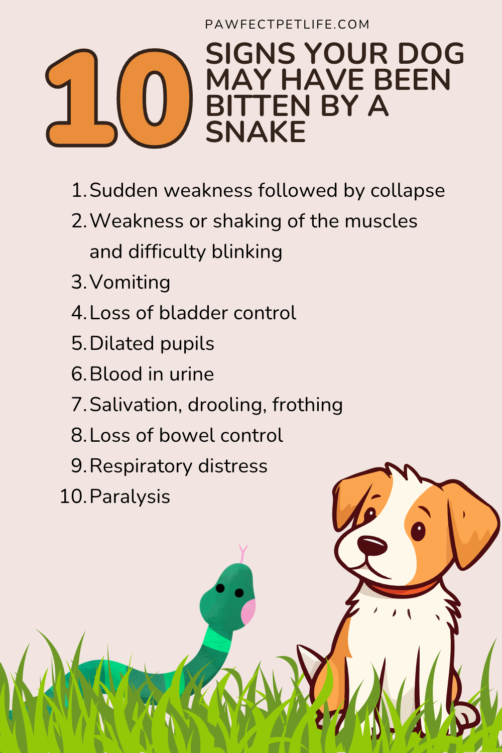 Do you know the signs of a snakebite in dogs? Some might surprise you! Learn what to do in an emergency and how to create a safe space for your dog. 🐕🌳 Click to ensure your pet's safety! 🐶🔒 #DogCare #SnakebiteTips