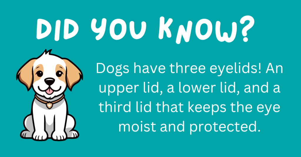 Hey there, dog fans! 🐶 Think you know your pooch? Get ready to be surprised! We've rounded up 15 incredible dog facts that will blow your mind. 🐾 Curl up with your pup and explore these delightful tidbits! #DogLovers #FunFacts

