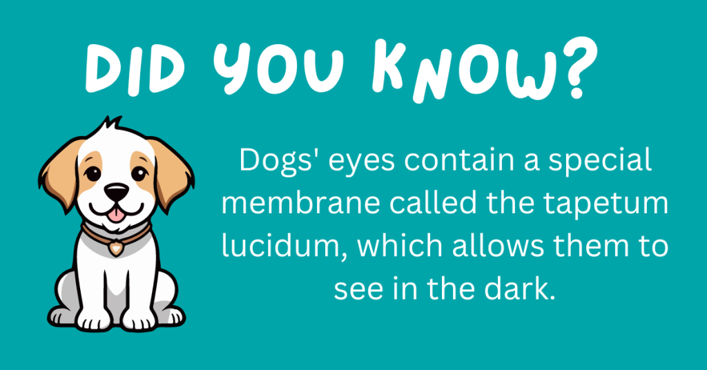 Hey there, dog fans! 🐶 Think you know your pooch? Get ready to be surprised! We've rounded up 15 incredible dog facts that will blow your mind. 🐾 Curl up with your pup and explore these delightful tidbits! #DogLovers #FunFacts

