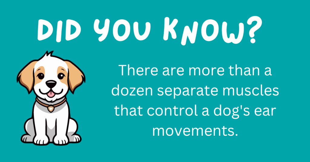 Hey there, dog fans! 🐶 Think you know your pooch? Get ready to be surprised! We've rounded up 15 incredible dog facts that will blow your mind. 🐾 Curl up with your pup and explore these delightful tidbits! #DogLovers #FunFacts