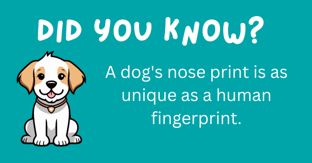 Attention, dog enthusiasts! 🐾 Uncover some amazing facts about our beloved canine companions. From quirky habits to surprising traits, these 15 fun dog facts will make you appreciate your furry friend even more. 🐾🐶 Ready for a tail-wagging adventure? #Dogs #Trivia

